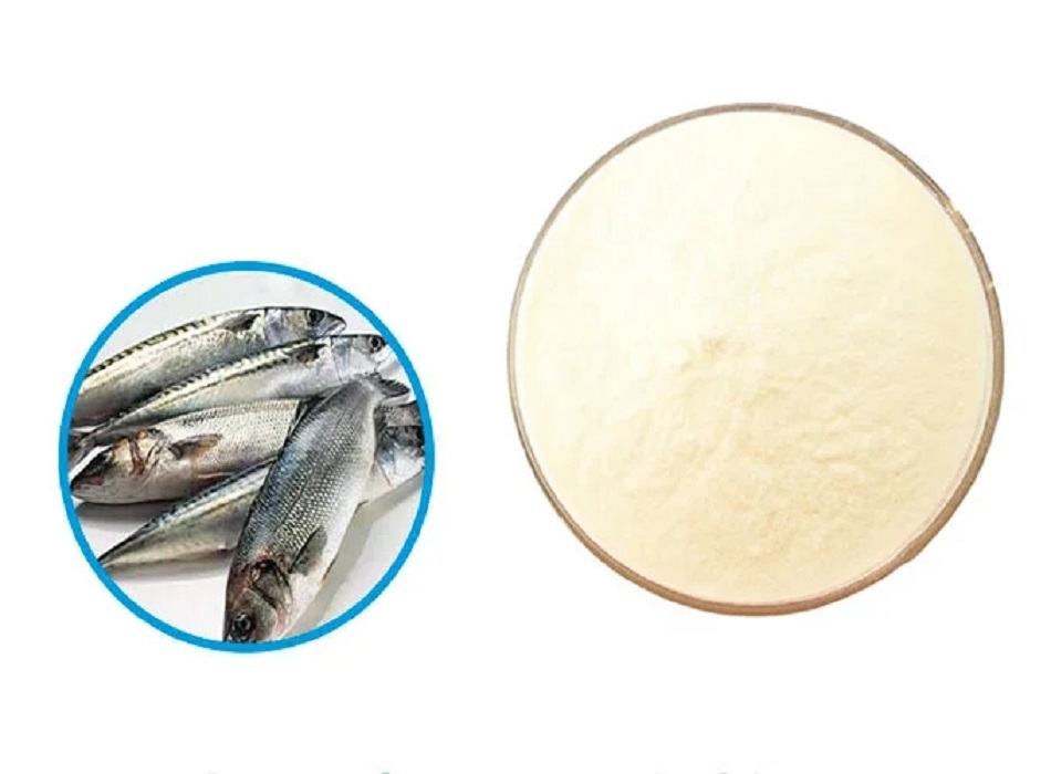 How to Choose a Proper Fish Collagen Manufacturer